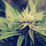 Cannabis 150x150 - BCSC Capital Raising for Small Business Guide (Oct 2013)