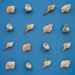 Freepik Different types of shells 150x150 - NCFA Canada's response to BCSC Notice 2018/1 'Consulting on the Securities Law Framework for Fintech Regulation'