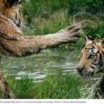 Tiger Global vs softbank 150x150 - Ontario introduces interim registration and prospectus exemptions to facilitate start-up securities crowdfunding